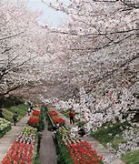 Image result for Yokohama Flowers