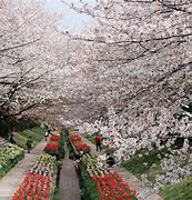 Image result for Japan Yokohama Nature