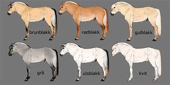 Image result for Fjord Horse Coat Colors