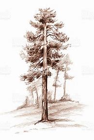 Image result for Pine Tree Pencil Drawing