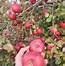 Image result for Mack's Apple's Apple Pick Park