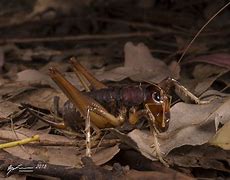 Image result for Giant King Cricket