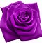 Image result for Deep Purple Rose Clip Art