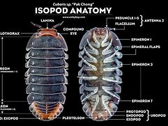 Image result for Isopods Antennae