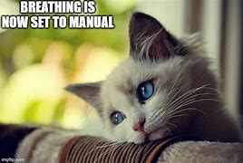 Image result for Mandegradingto Cat Meme