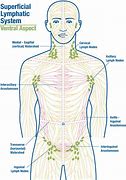 Image result for How to Drain Neck Lymph Nodes