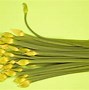 Image result for Chinese Garlic Chives