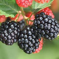 Image result for Triple Crown Blackberries