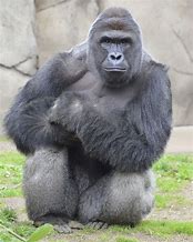 Image result for Harambe Avatar
