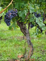 Image result for Tree Shrub and Vine