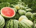 Image result for Anatomy of a Watermelon