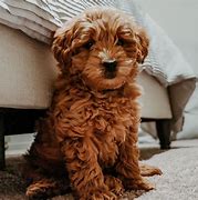 Image result for How Much Does Goldendoodles Cost