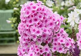 Image result for Phlox Edentuin [J.S.] (Paniculata-Group)