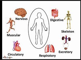Image result for How Does the Human Body Work