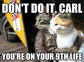 Image result for Cat Friends Meme