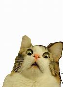 Image result for Cat Meme Face Transparent PNG
