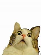 Image result for White Cat Phone Picture Meme