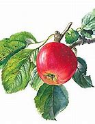 Image result for Red Flesh Apple