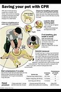 Image result for Animal CPR Course