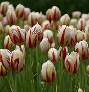 Image result for Tulipa Happy Generation
