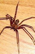 Image result for Texas Recluse Spider