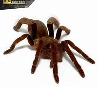 Image result for Cameroon Red Baboon Tarantula