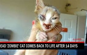 Image result for Dead Cat Zombie