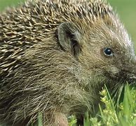 Image result for North American Hedgehog Habitat