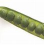 Image result for Pea Size Trentoin