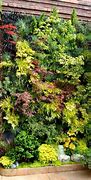 Image result for Vertical Wall Garden Plants