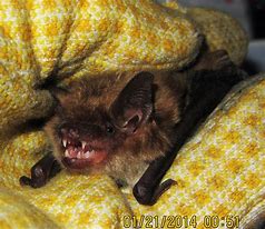 Image result for Big Brown Bat Sleeping