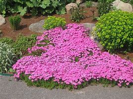 Image result for Pink Clover Ground Cover