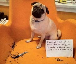 Image result for New Year Pug Meme