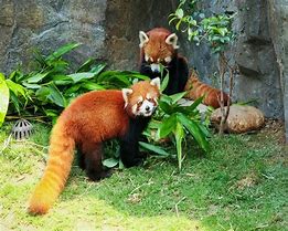 Image result for Simling Panda Eating Bamboo