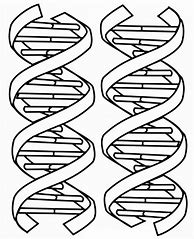 Image result for DNA Double Helix Coloring Worksheet
