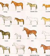 Image result for Horse Kinds