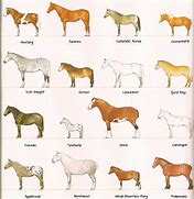 Image result for List of Horses