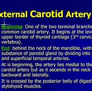 Image result for What Is the Carotid Sinus