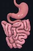 Image result for Small Intestine Organ