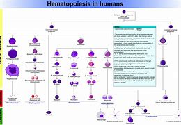 Image result for hematopoyesis