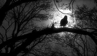 Image result for Night Sky Moon and Tree