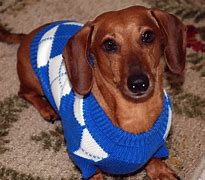 Image result for Dog Sweater Vest