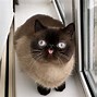 Image result for 1080 1080 Px Cat Memes