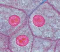 Image result for Memory Cells Under Microscope