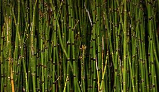 Image result for A.Reed Plant