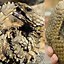 Image result for Armadillo Dragon Lizard