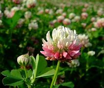 Image result for Pink Clover Ground Cover