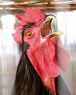 Image result for Terry Taylor Red Rooster