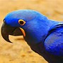 Image result for Blue Animals