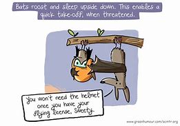 Image result for Funny Bat Cartoon Awkward